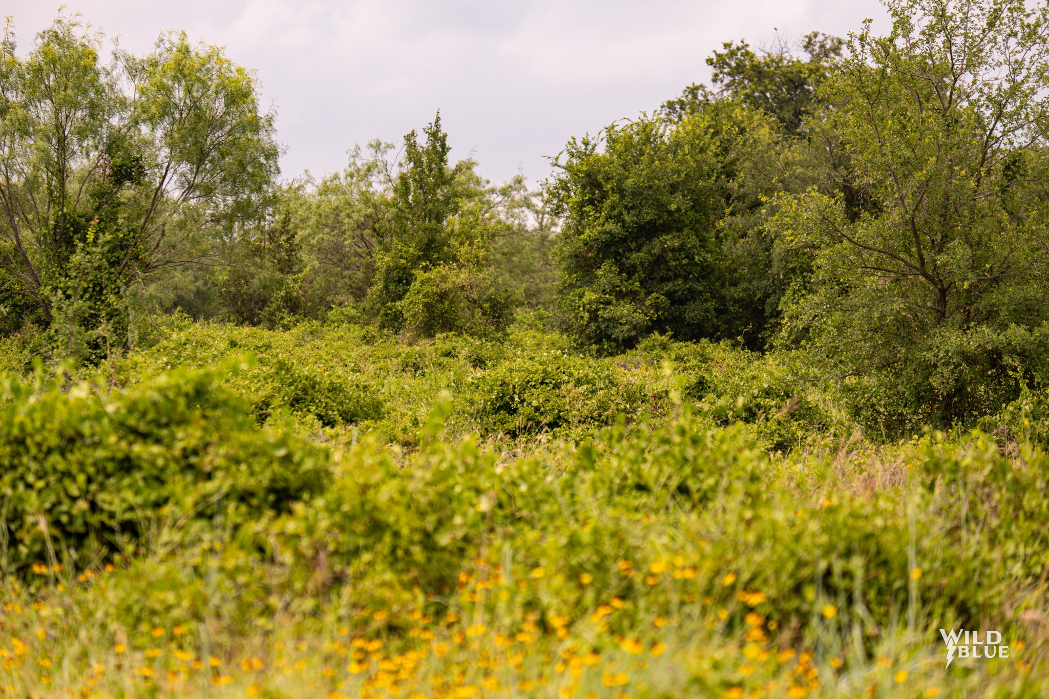 Lot 26 New Hope Road Santo TX 76484