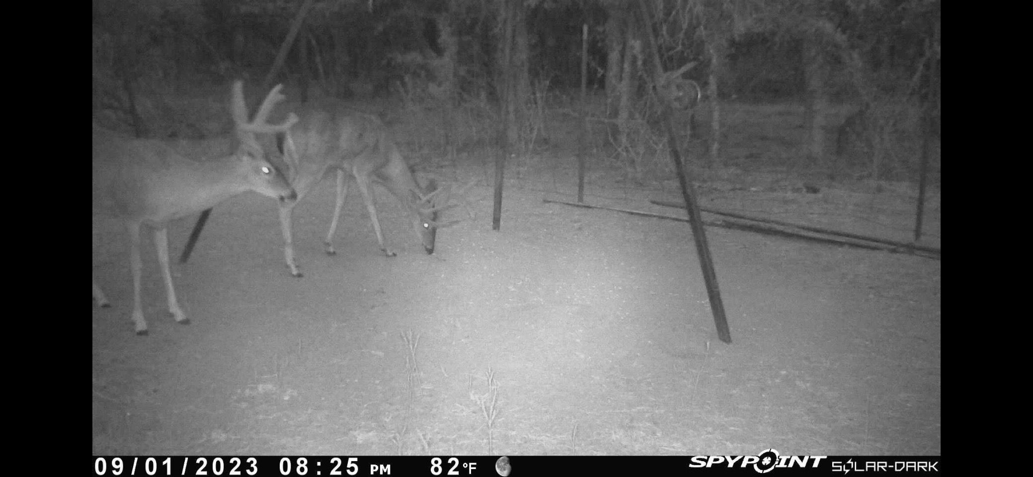 25.44 Ac N Fm 129 Santo TX 76472