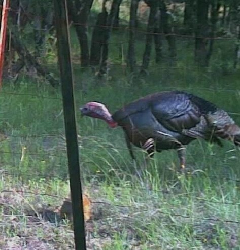 25.44 Ac N Fm 129 Santo TX 76472