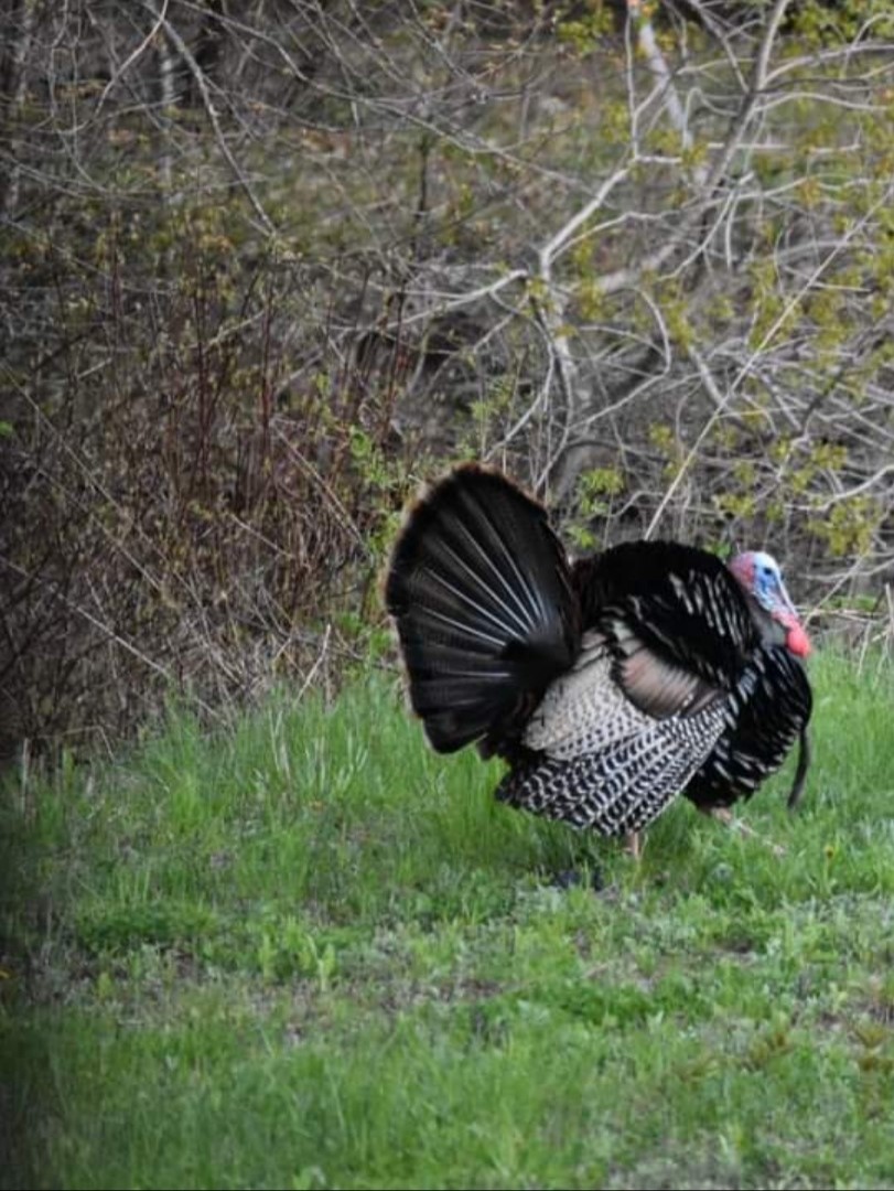 25.44 Ac N Fm 129 Santo TX 76472