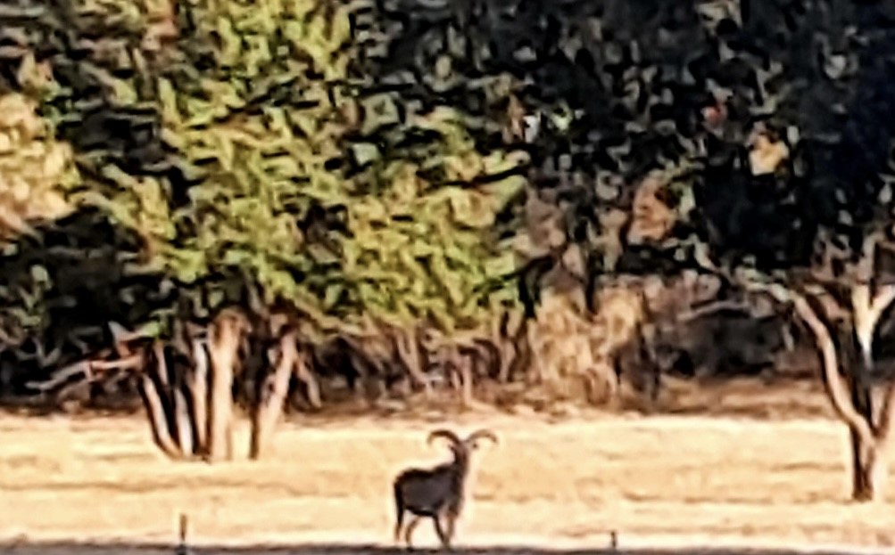 25.44 Ac N Fm 129 Santo TX 76472