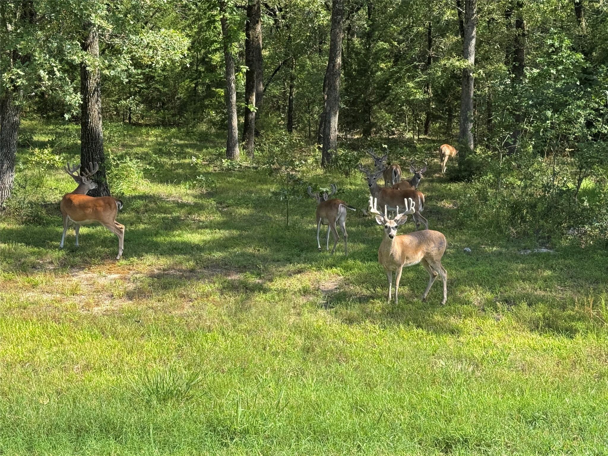 Lot 71 Anchor Quinlan TX 75474