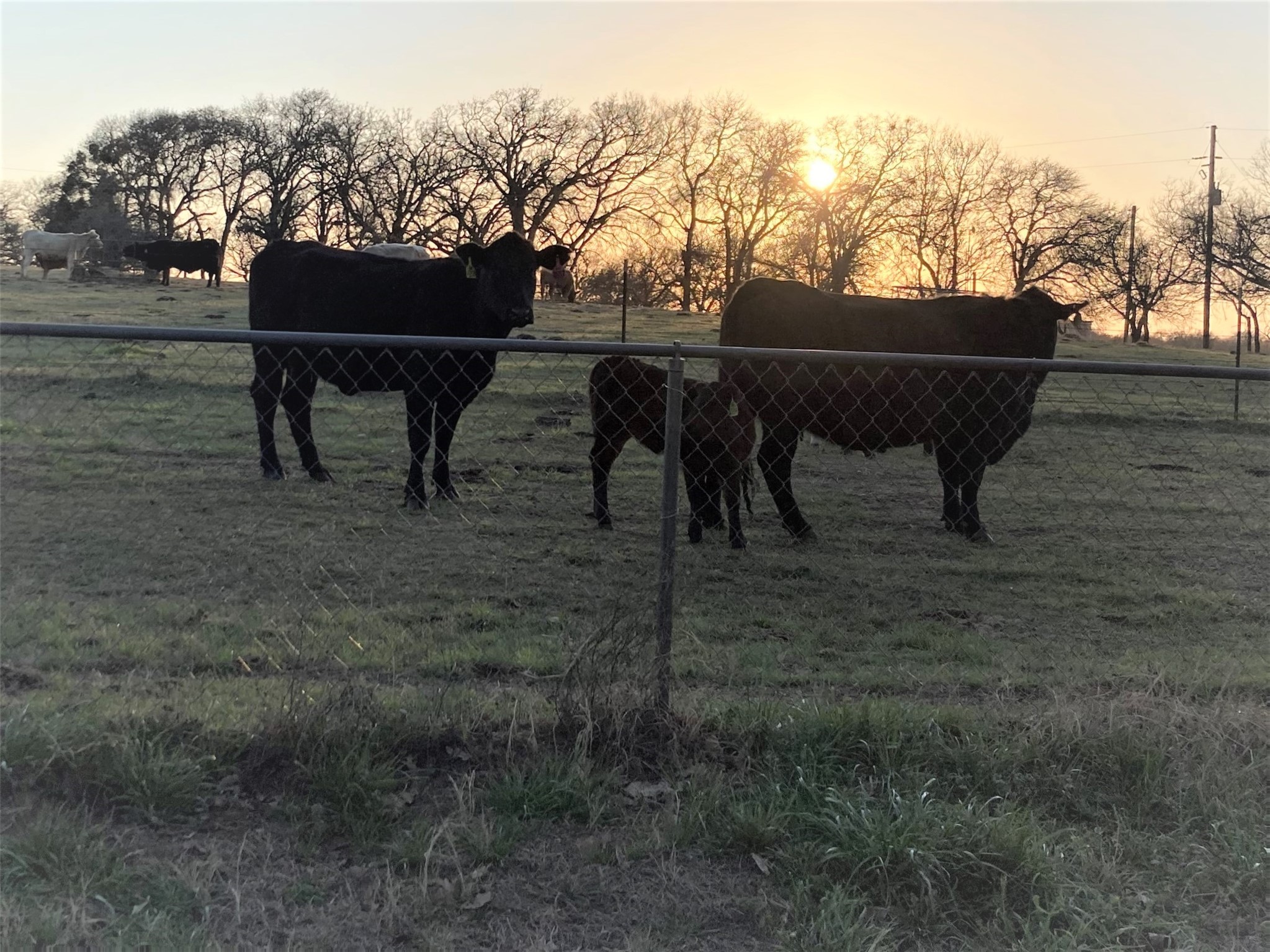 0 Tbd Hcr 1414 Covington TX 76636