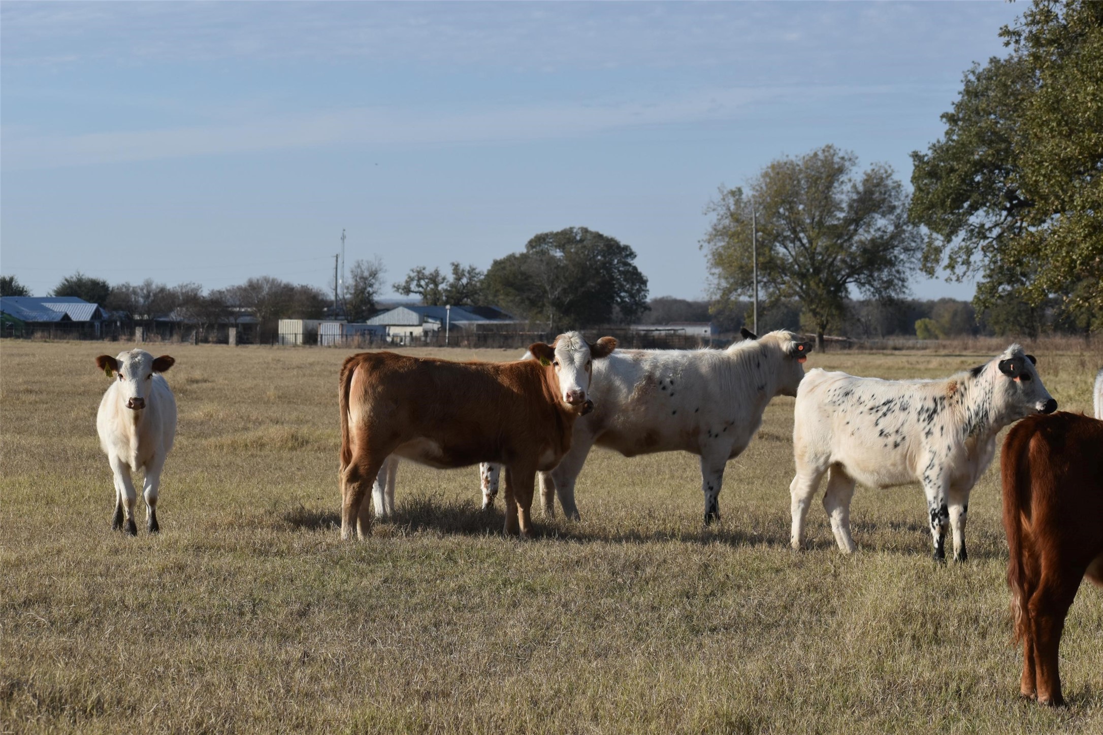 318 Fm 2488 Covington TX 76636