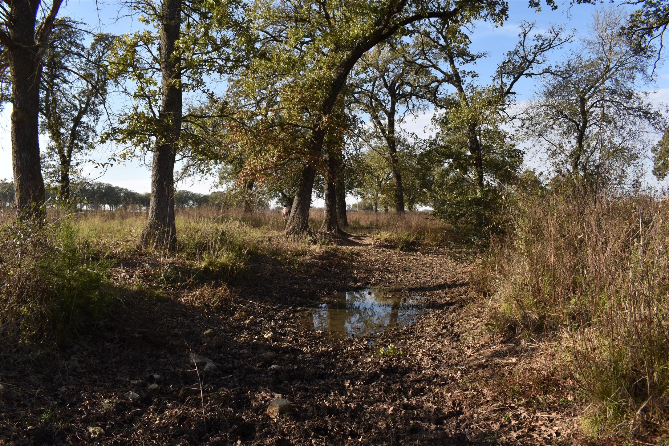 318 Fm 2488 Covington TX 76636