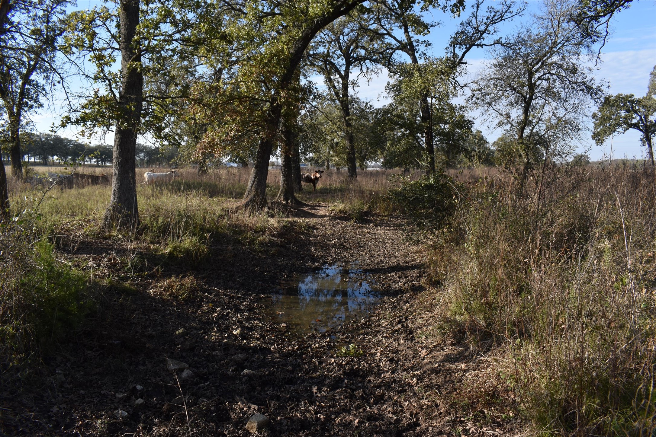 318 Fm 2488 Covington TX 76636