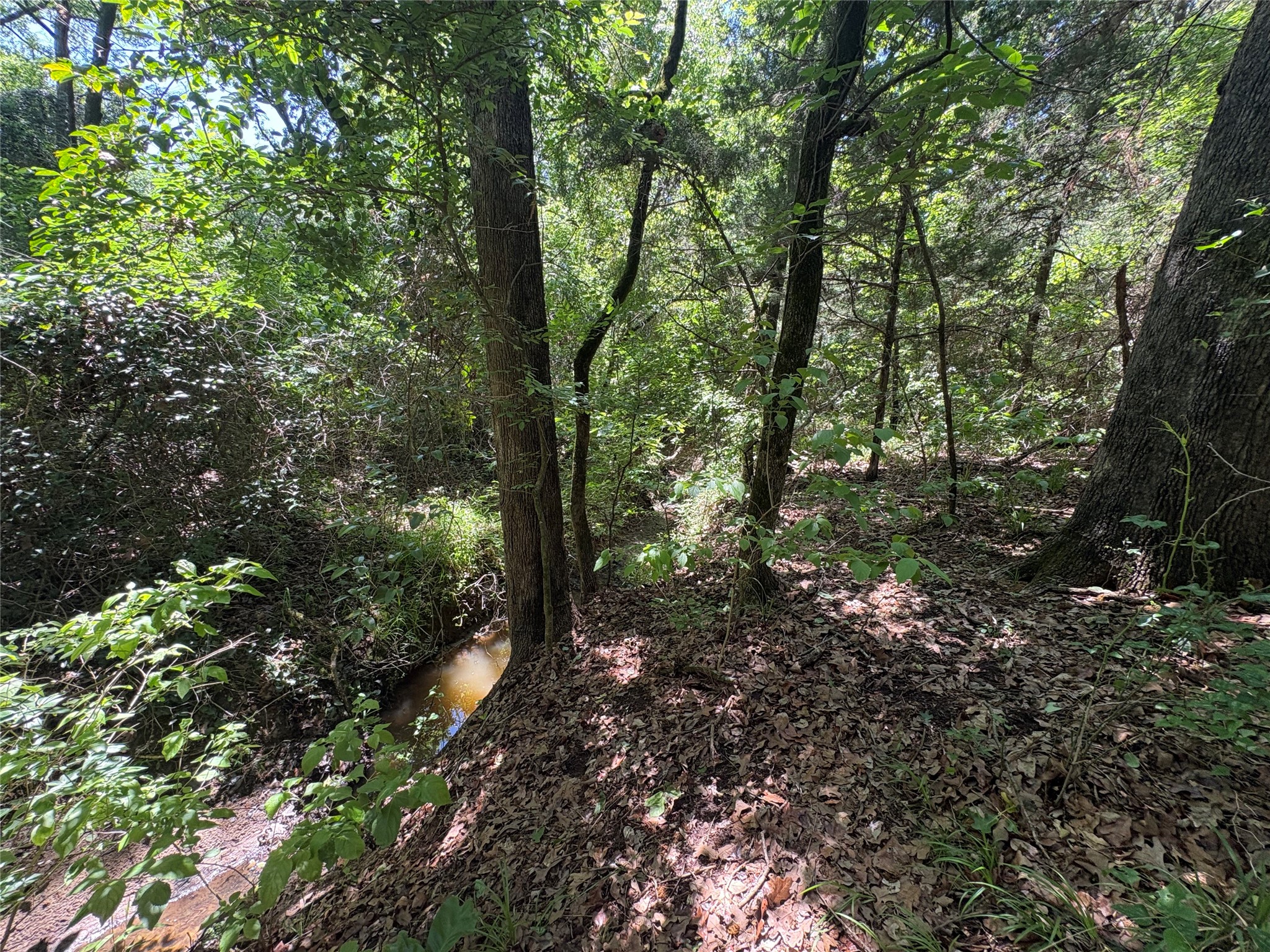 25 Acres County Road 2348 Pickton TX 75471