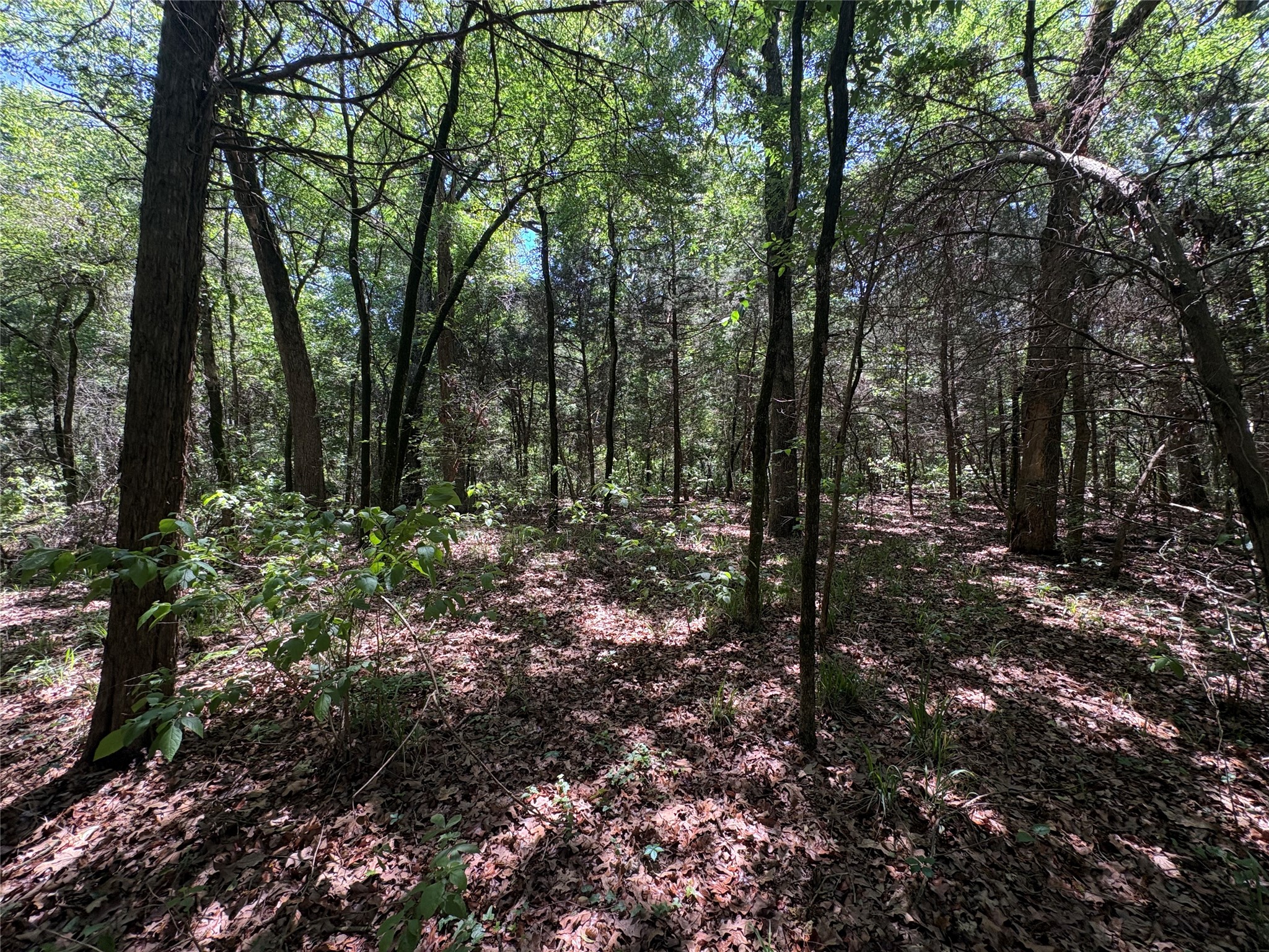 25 Acres County Road 2348 Pickton TX 75471