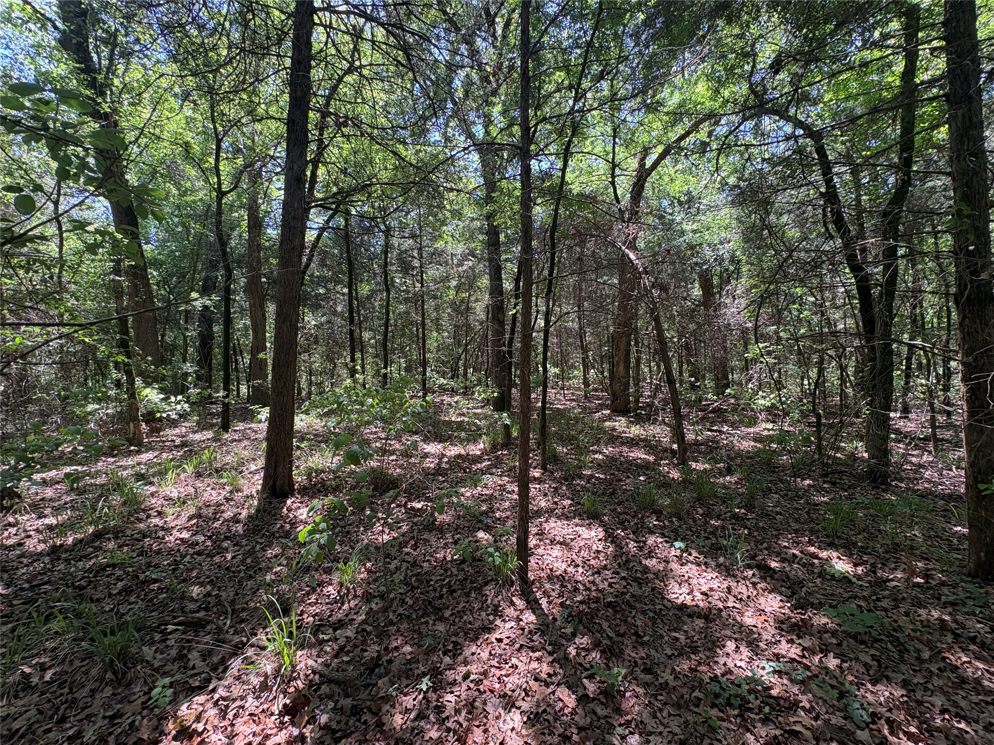 25 Acres County Road 2348 Pickton TX 75471