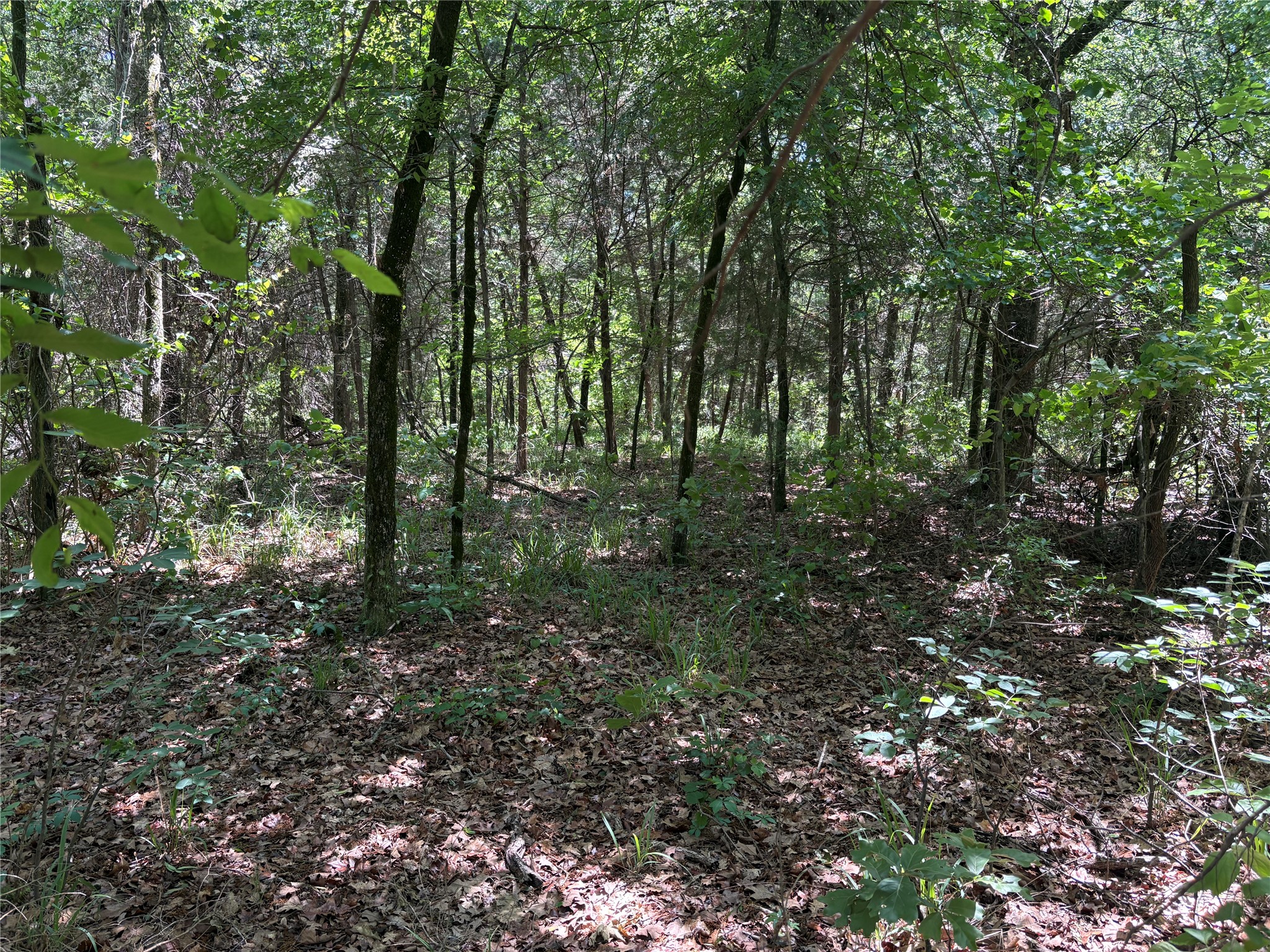 25 Acres County Road 2348 Pickton TX 75471