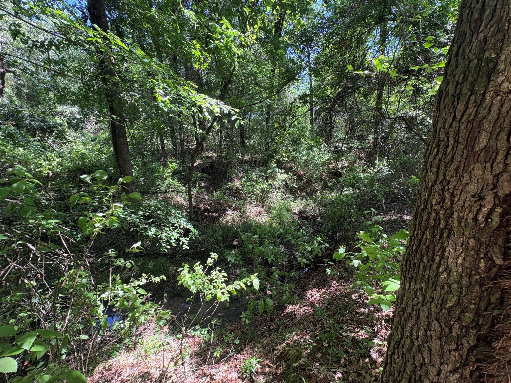 25 Acres County Road 2348 Pickton TX 75471