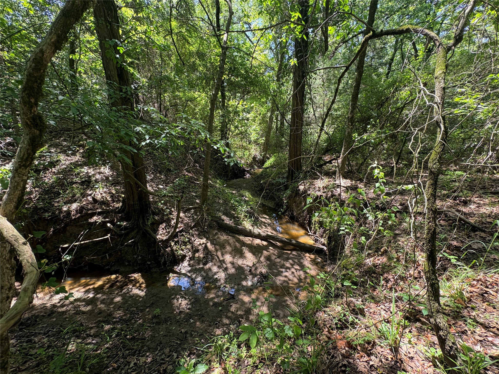 25 Acres County Road 2348 Pickton TX 75471