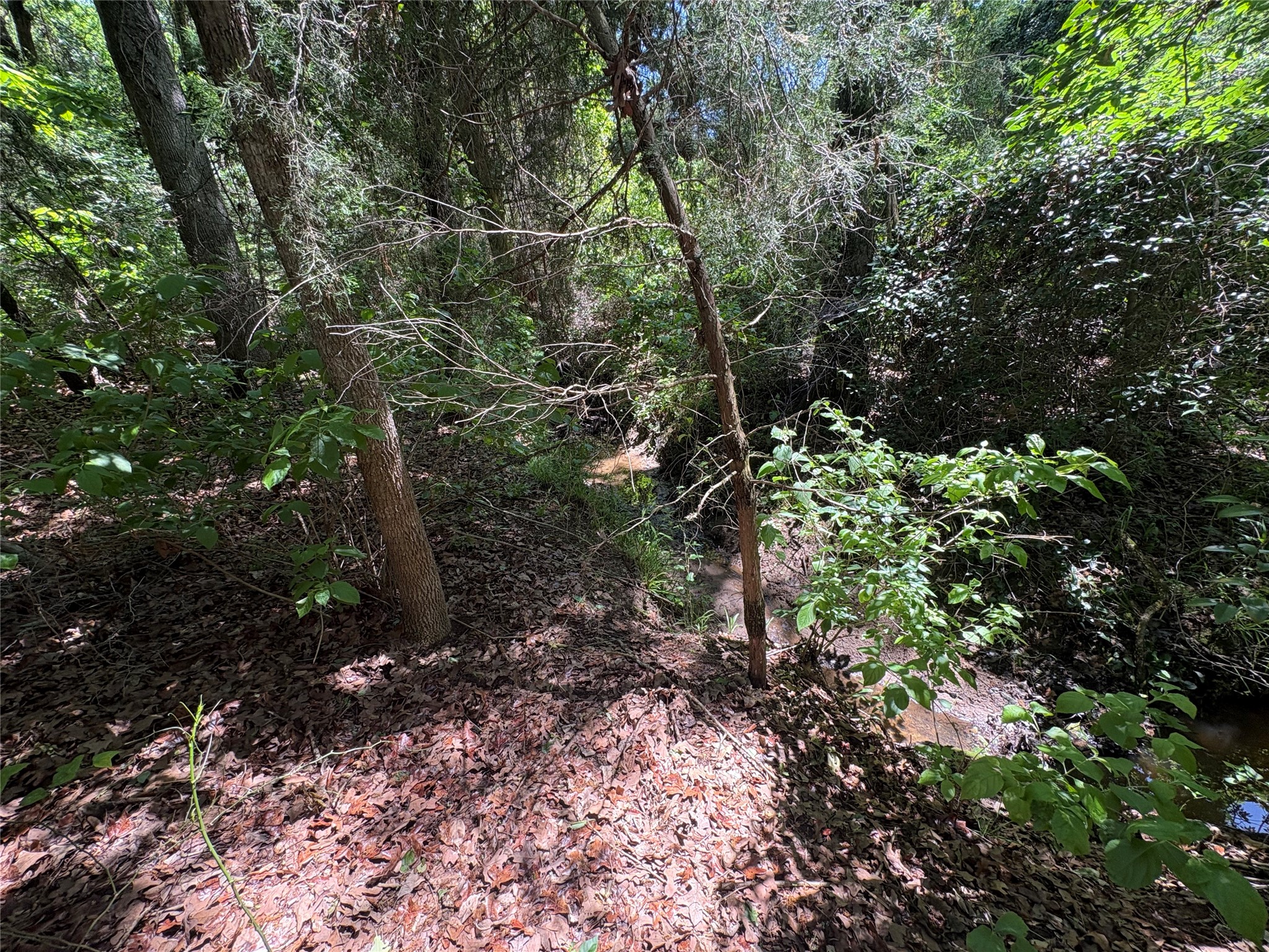 25 Acres County Road 2348 Pickton TX 75471