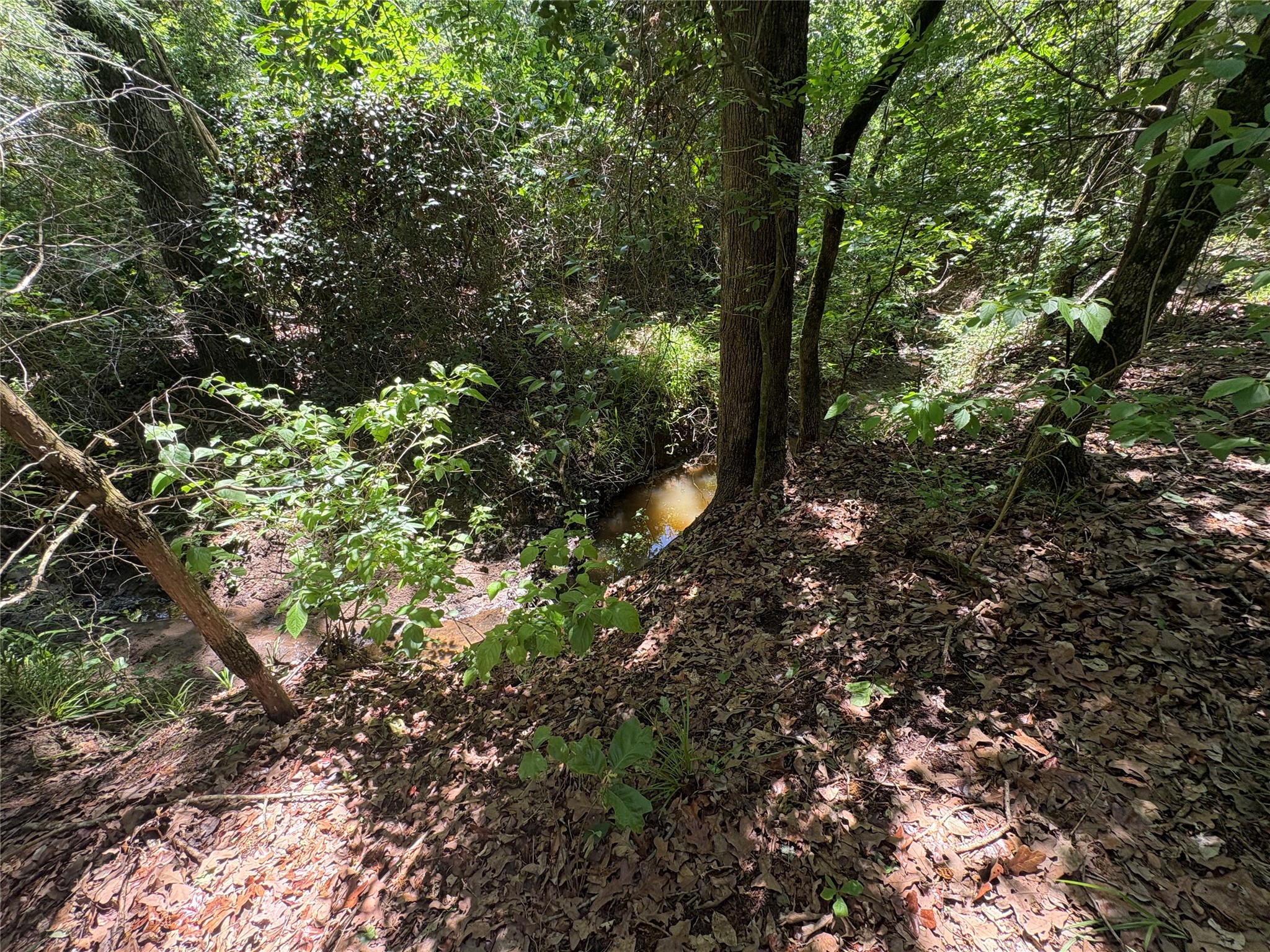25 Acres County Road 2348 Pickton TX 75471
