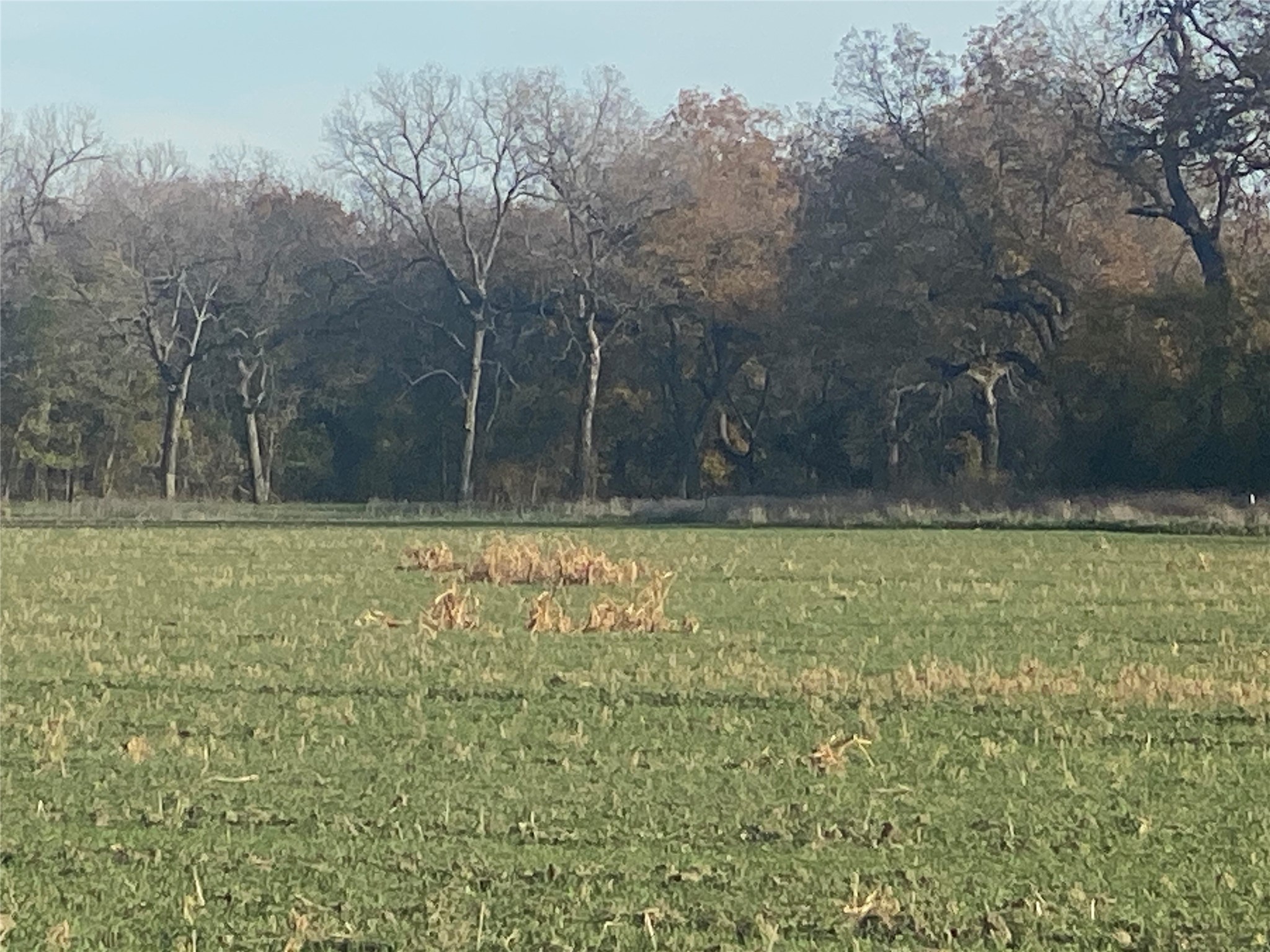 1251 Cr 360 Gustine TX 67455