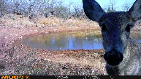 Tbd 42 County Road 318 Abilene TX 79606