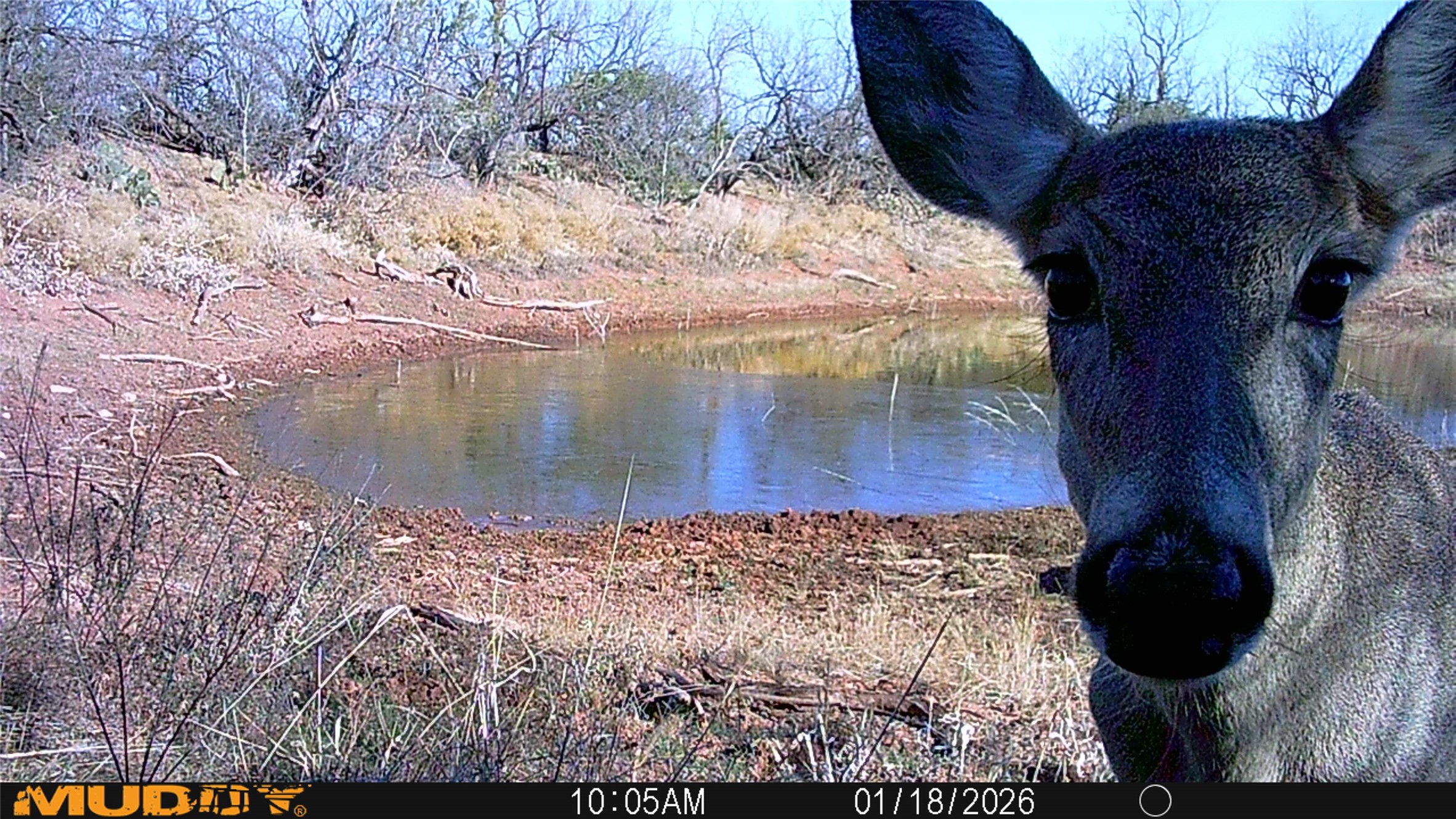 Tbd 42 County Road 318 Abilene TX 79606