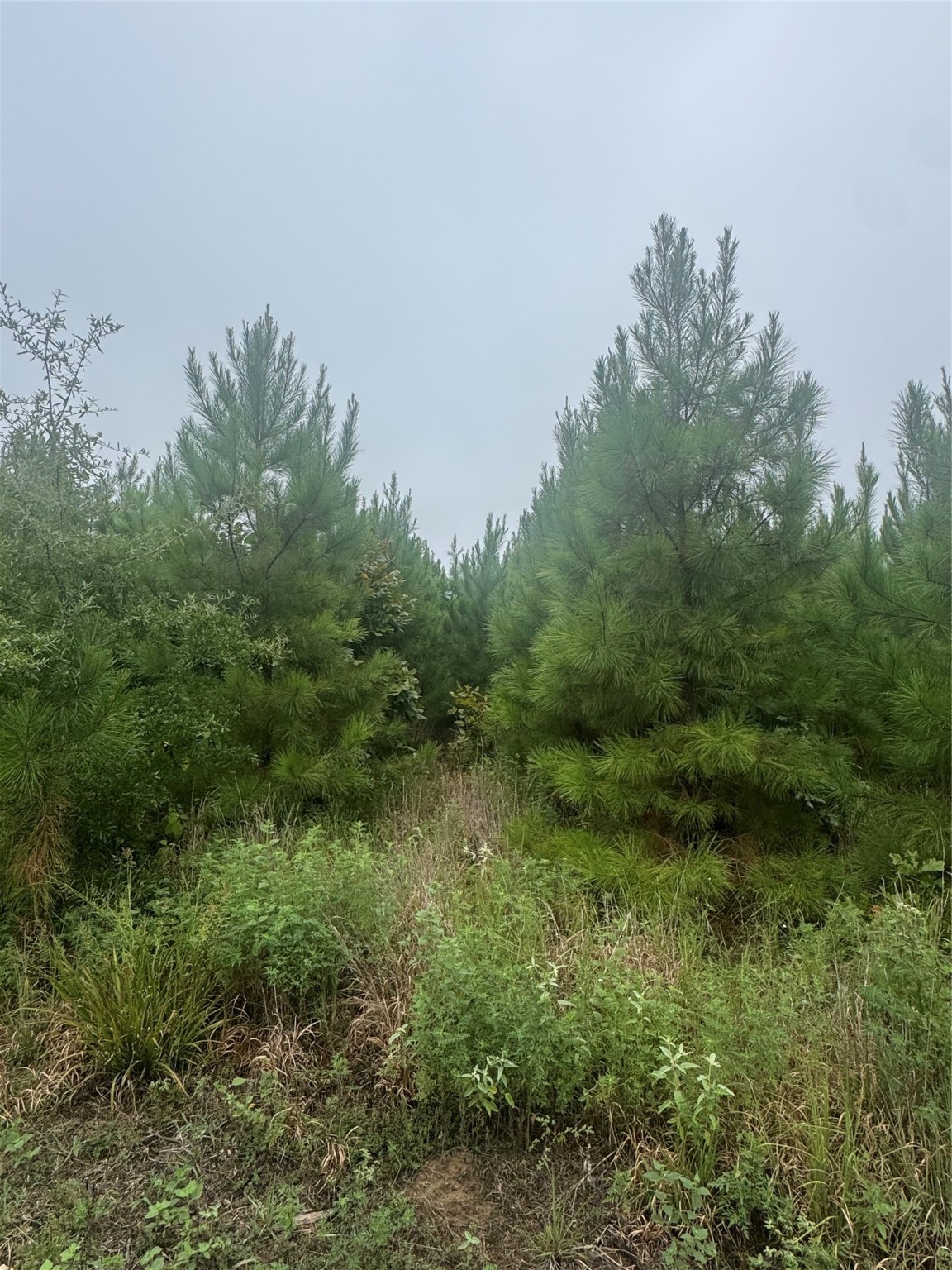 0000 Cr 2124 Clarksville TX 75426