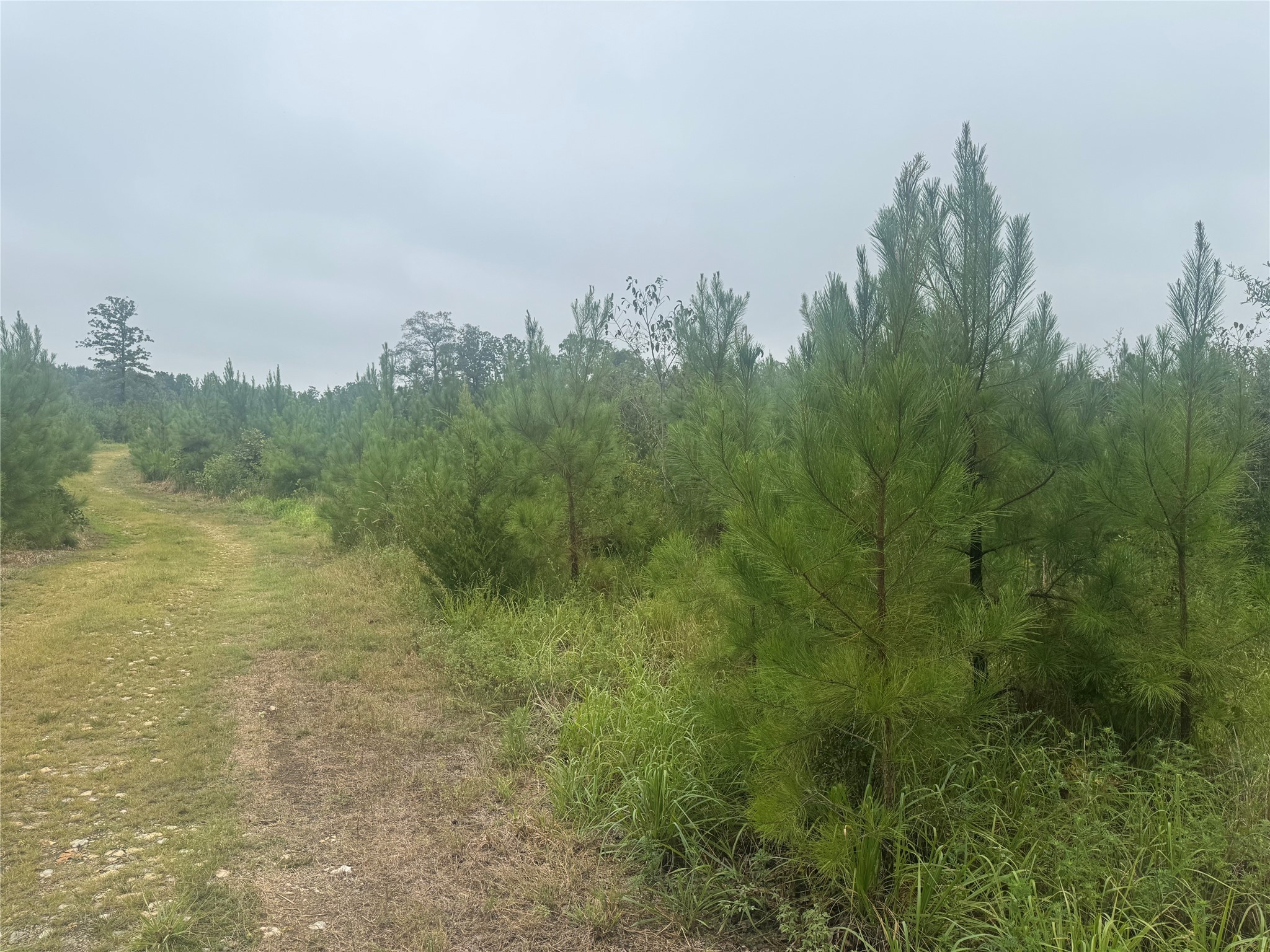 0000 Cr 2124 Clarksville TX 75426
