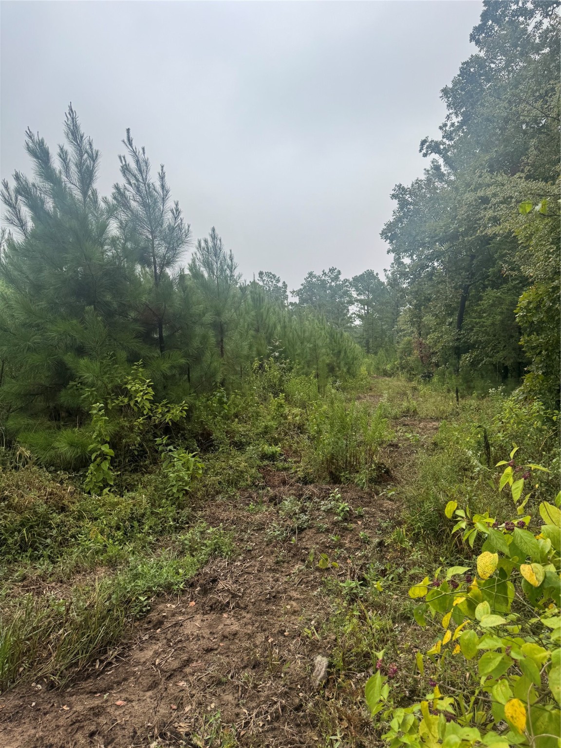 0000 Cr 2124 Clarksville TX 75426