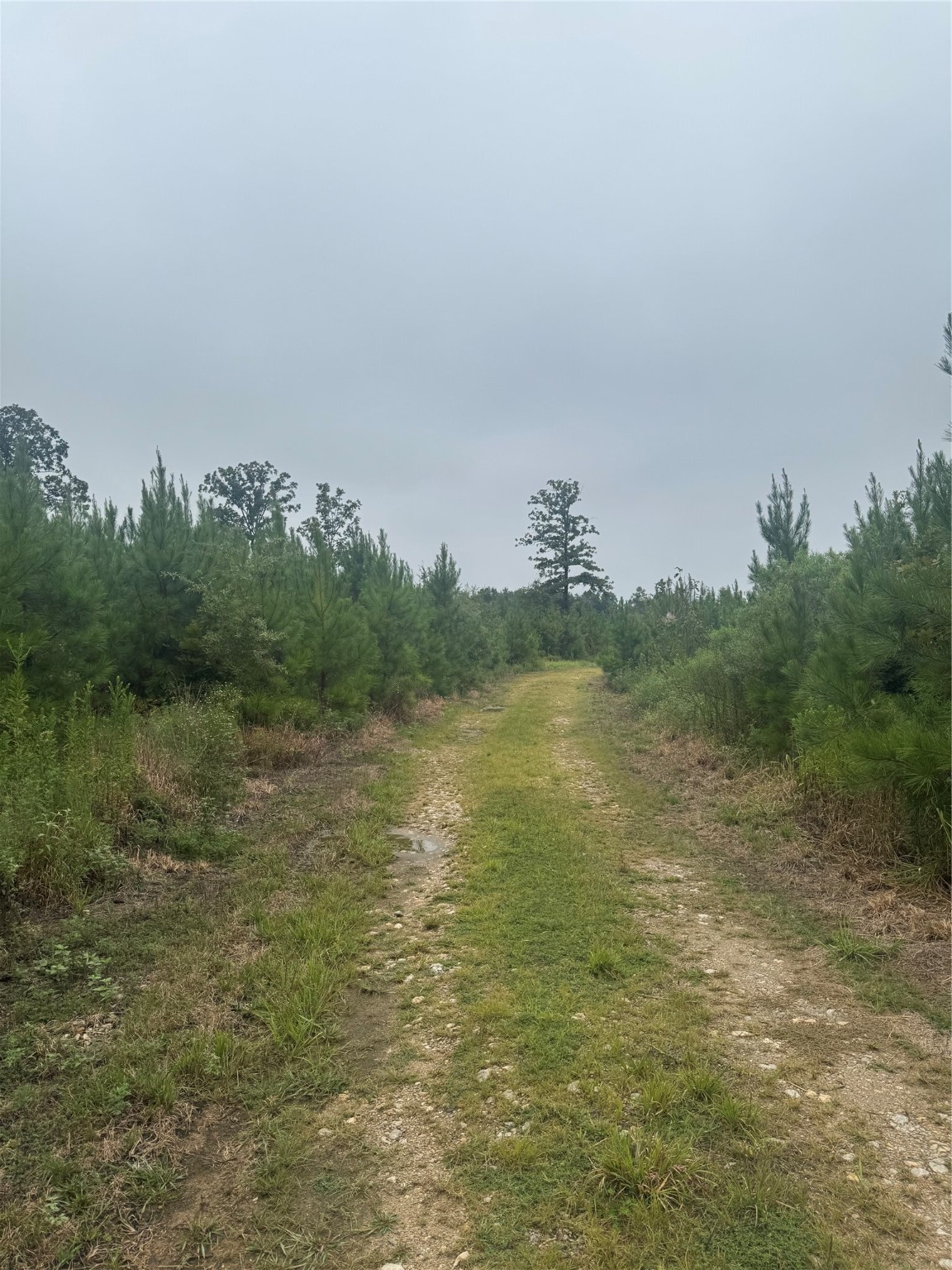 0000 Cr 2124 Clarksville TX 75426