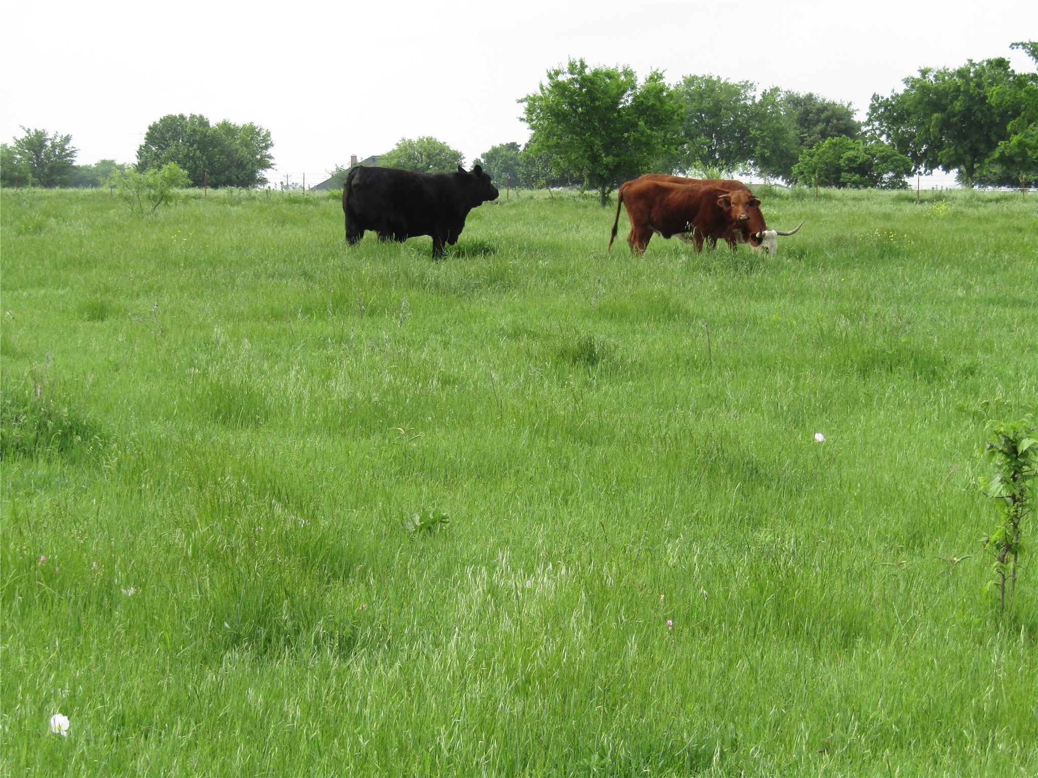 . Fm 2450 & Indian Trail Sanger TX 76249