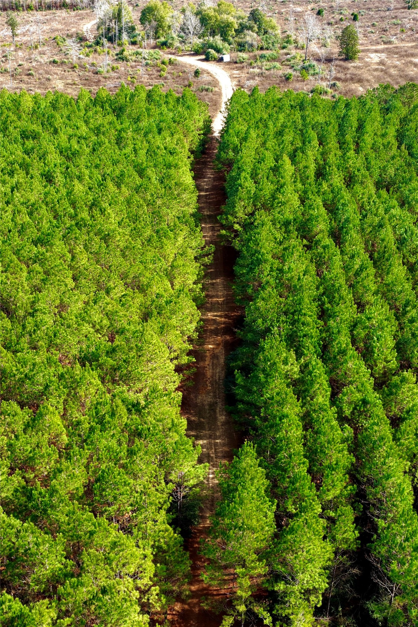 0000 Segno Fire Lane Livingston TX 77351