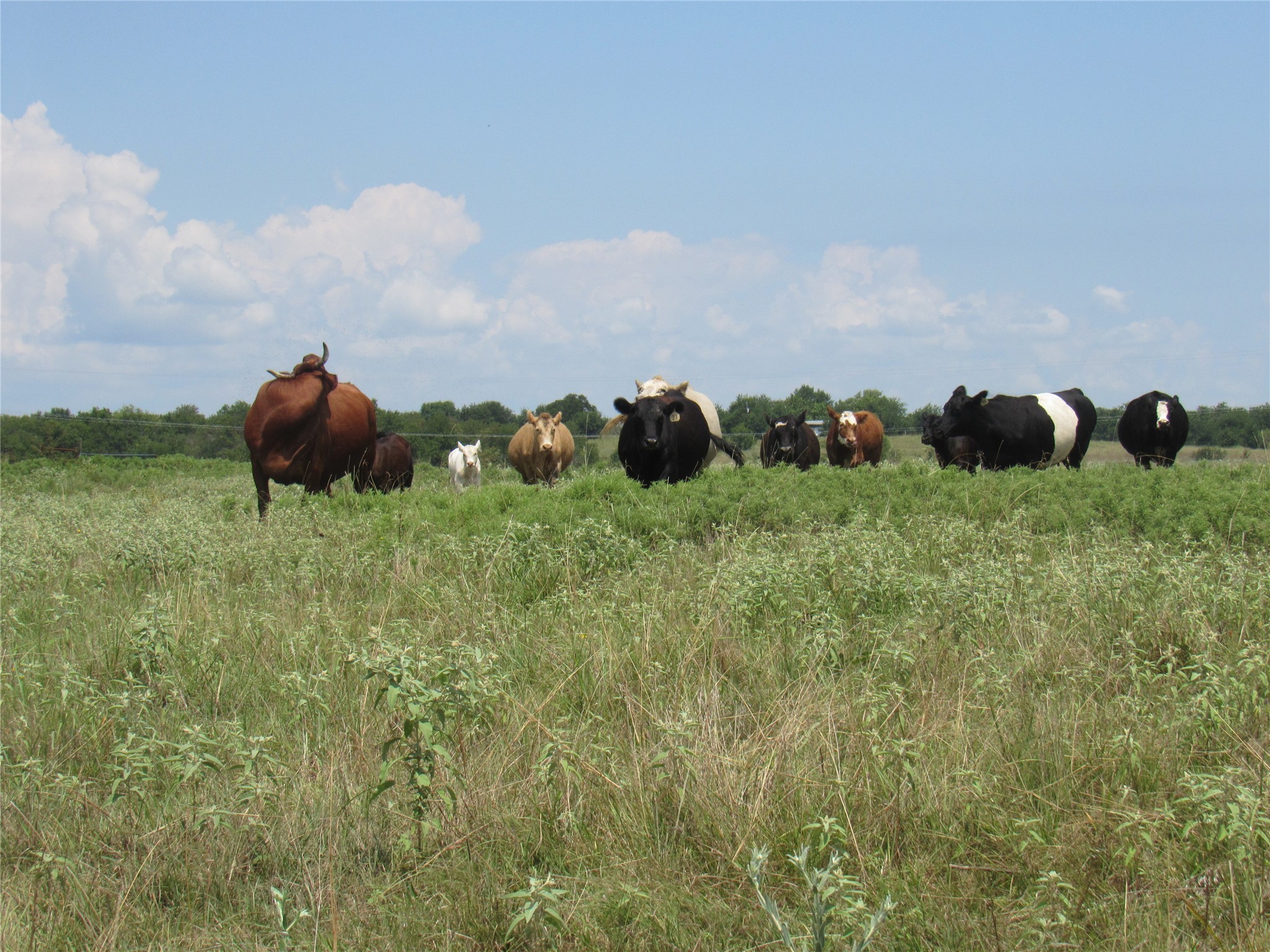 2464 County Road 1245 Savoy TX 75479