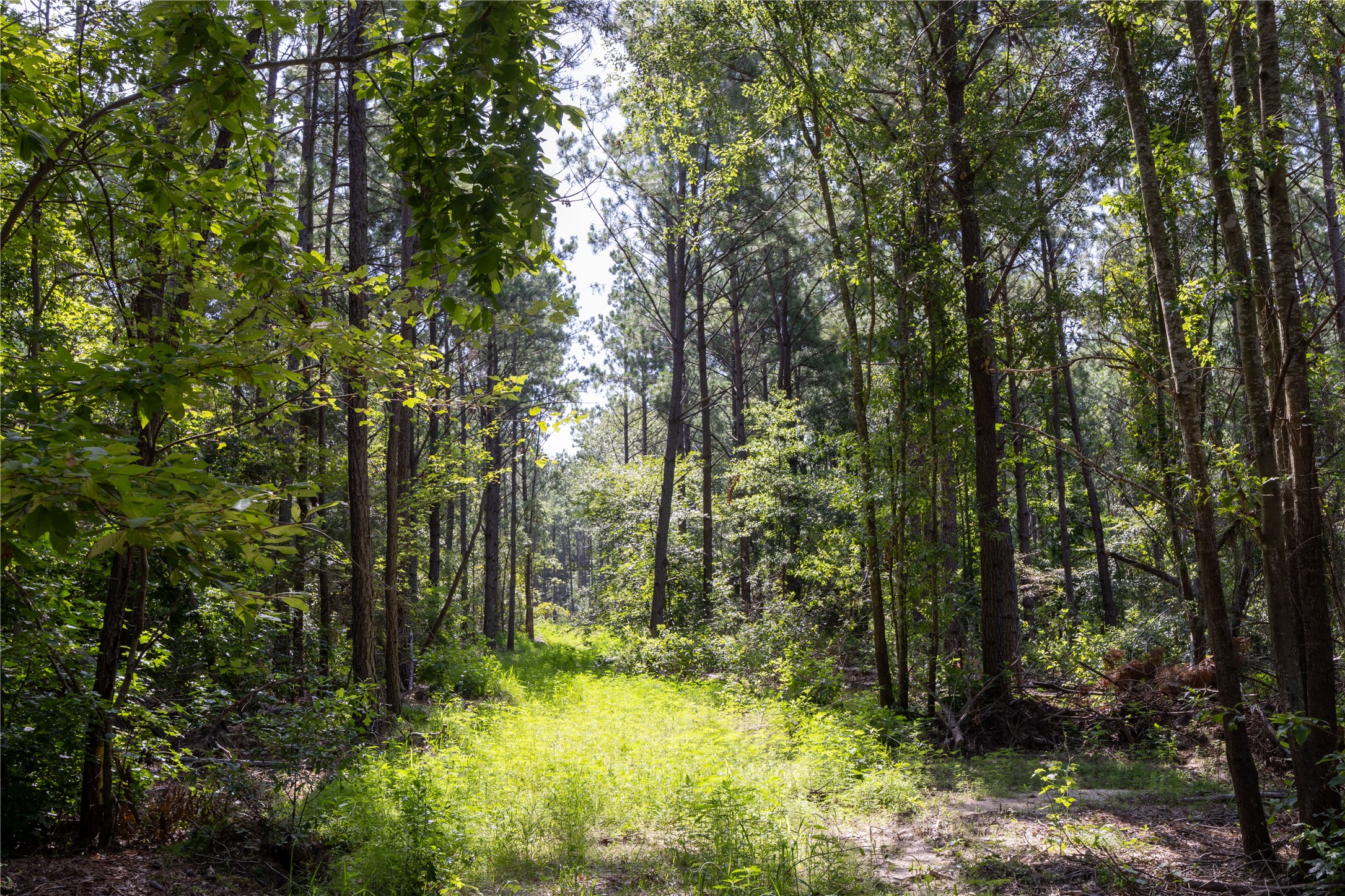 Tract 1 County Road 1713 Jacksonville TX 75766