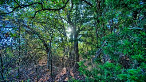Tbd 4 Wire Road Bellevue TX 76228