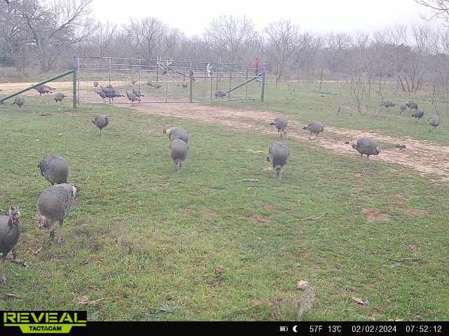 100 Cr 186 Mullin TX 76864