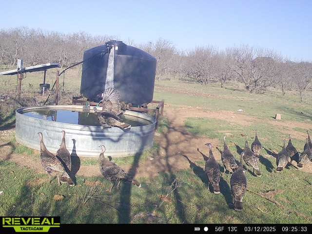 100 Cr 186 Mullin TX 76864
