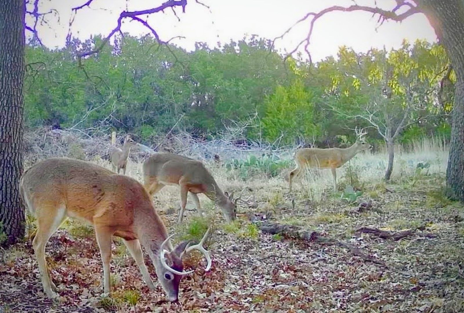 730 E Us Highway 84 Goldthwaite TX 76844