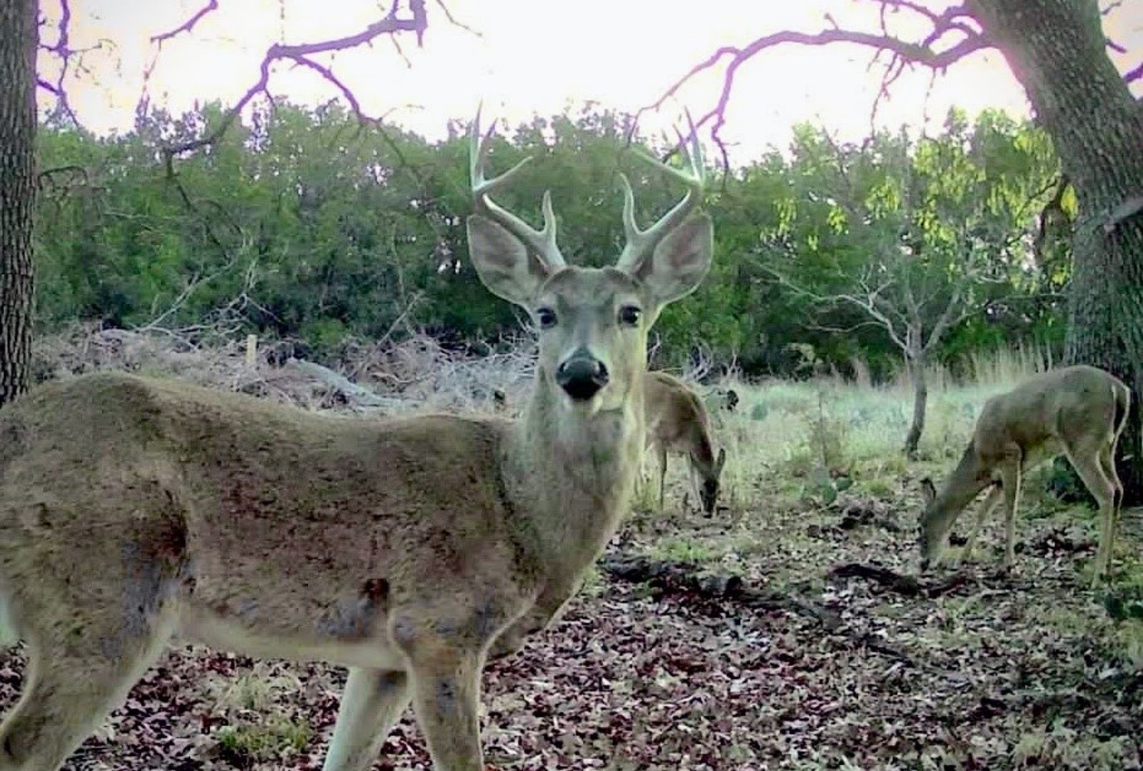 730 E Us Highway 84 Goldthwaite TX 76844