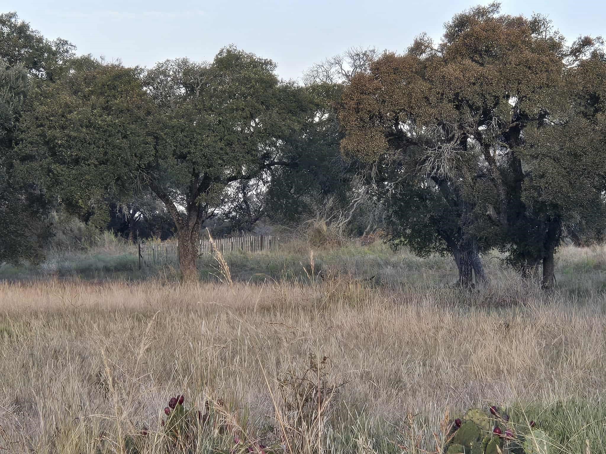 317 Yellowstone Drive Oglesby TX 76561