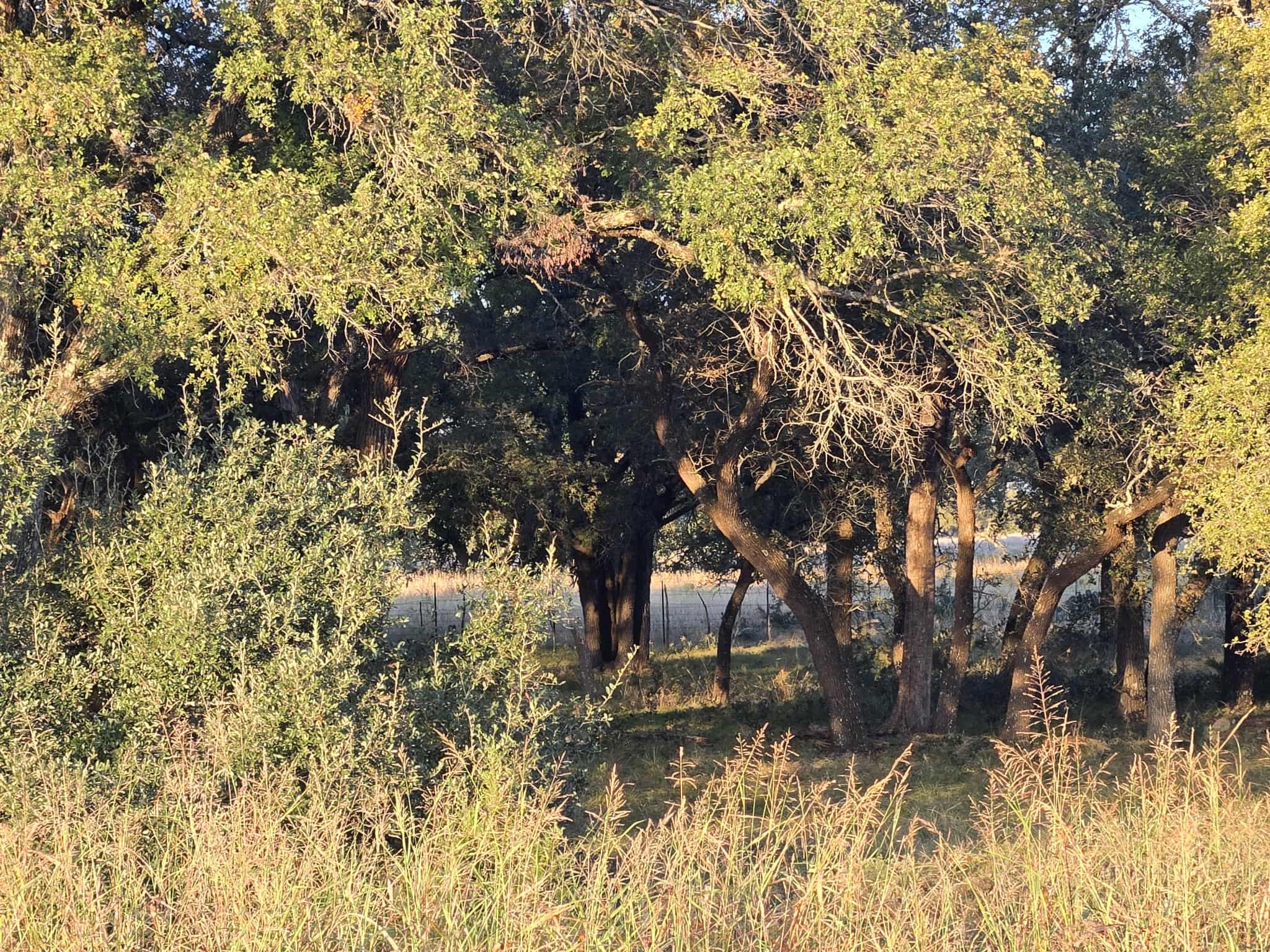 317 Yellowstone Drive Oglesby TX 76561