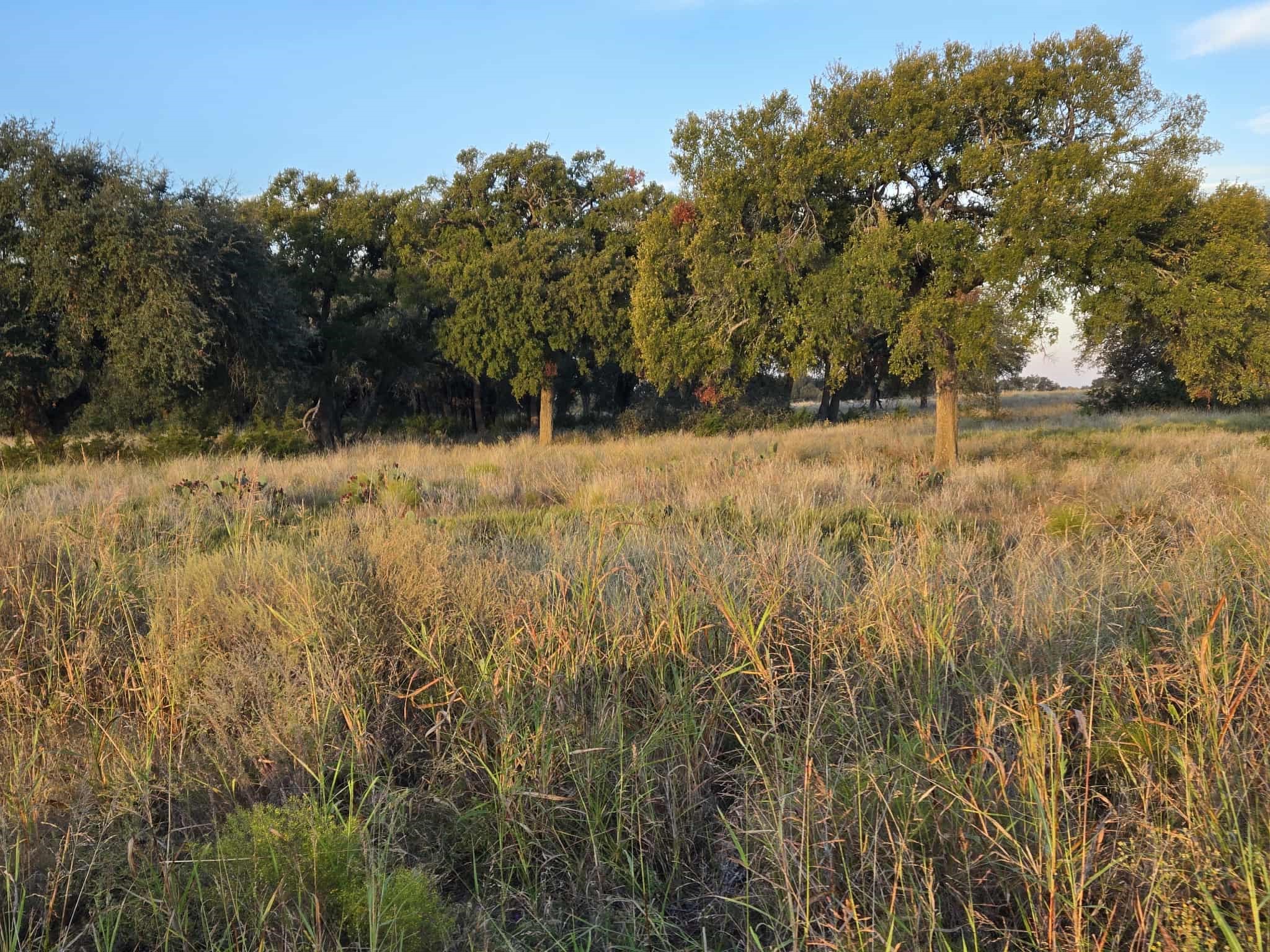 317 Yellowstone Drive Oglesby TX 76561