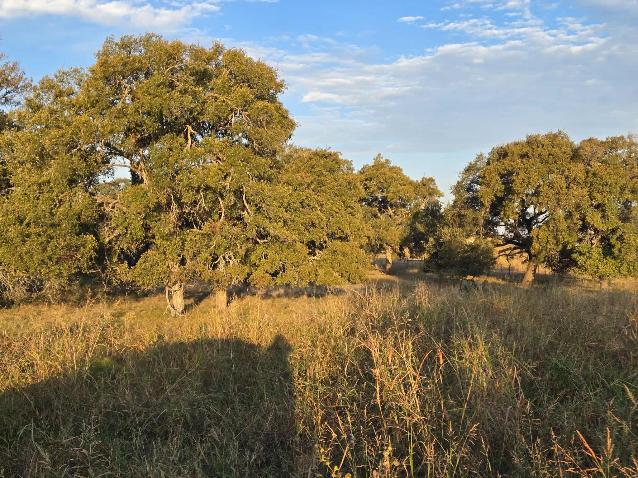 317 Yellowstone Drive Oglesby TX 76561