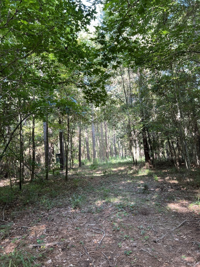 Tbd County Road 168-1 Long Branch TX 75669