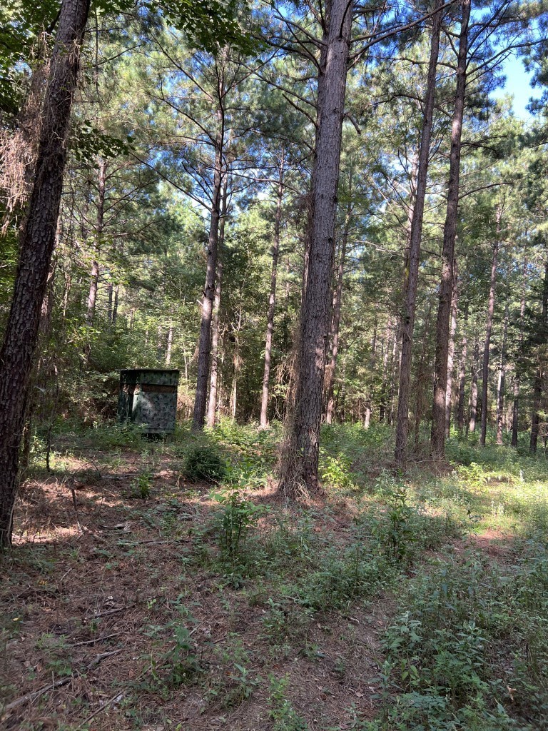 Tbd County Road 168-1 Long Branch TX 75669