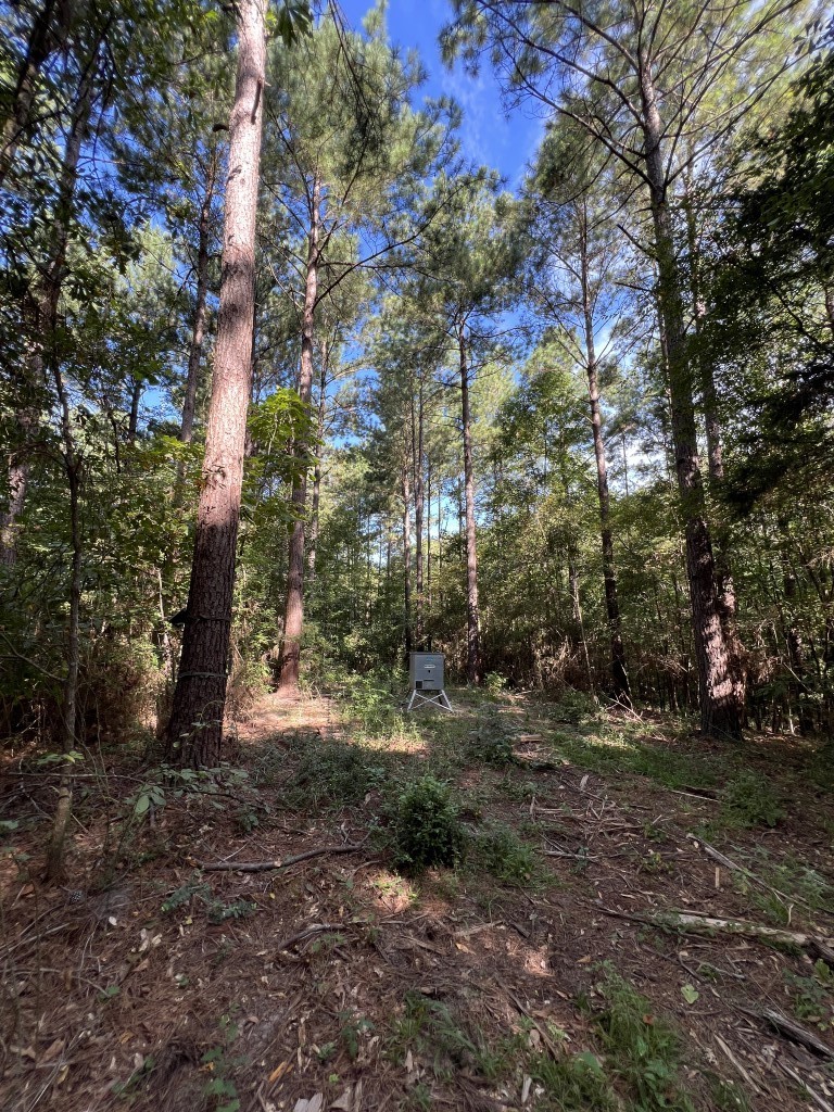 Tbd County Road 168-1 Long Branch TX 75669