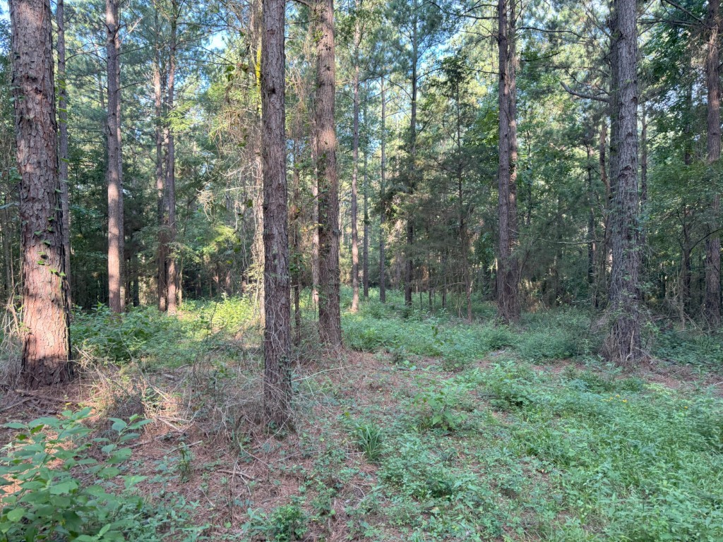 Tbd County Road 168-1 Long Branch TX 75669
