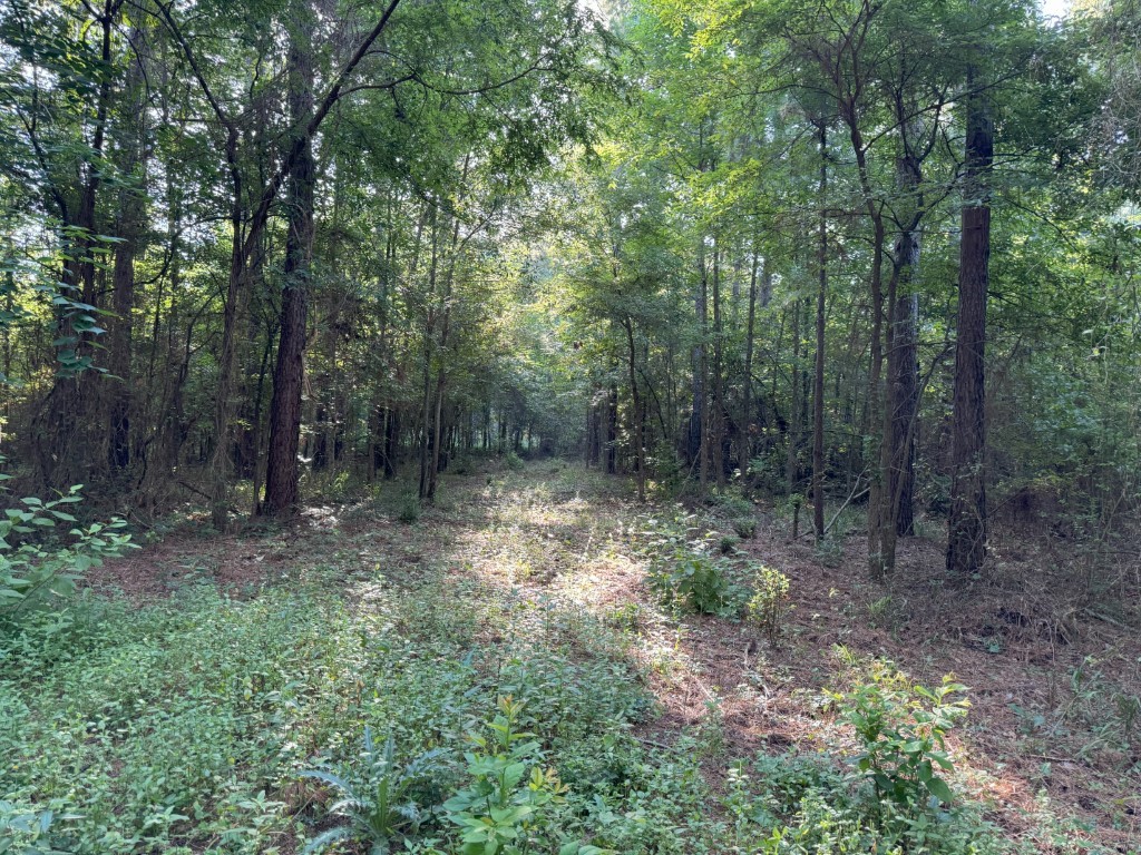 Tbd County Road 168-1 Long Branch TX 75669