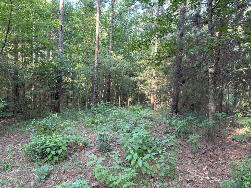 Tbd County Road 168-1 Long Branch TX 75669