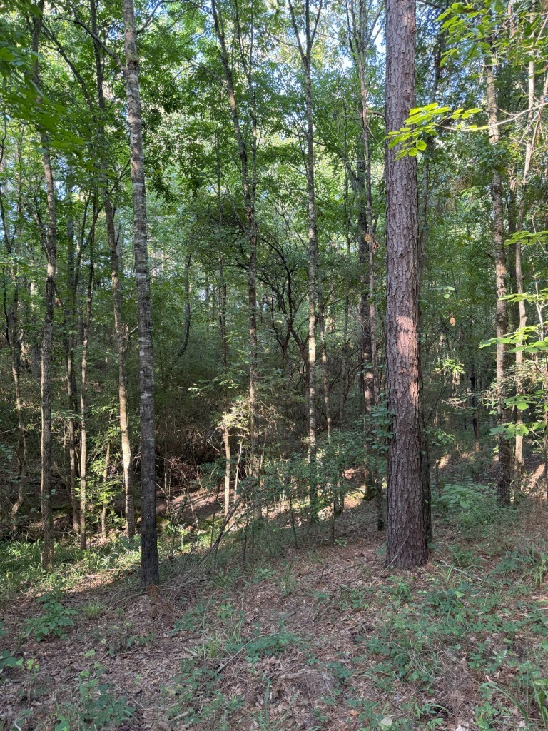 Tbd County Road 168-1 Long Branch TX 75669