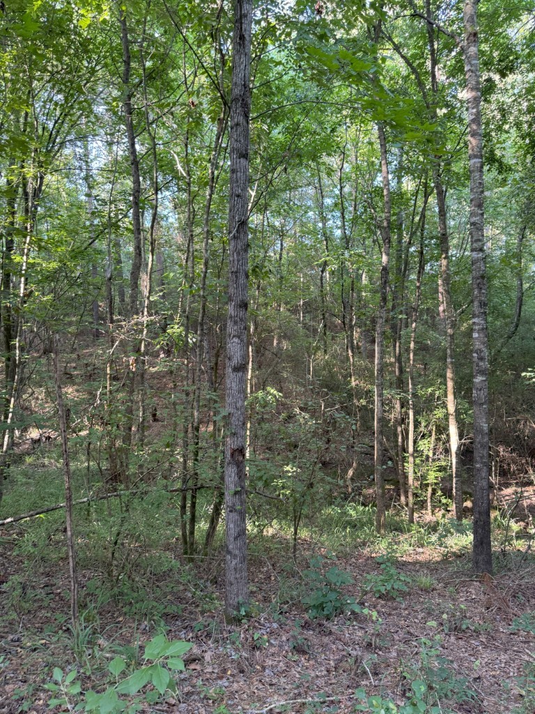 Tbd County Road 168-1 Long Branch TX 75669
