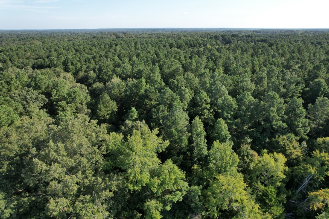Tbd County Road 168-1 Long Branch TX 75669