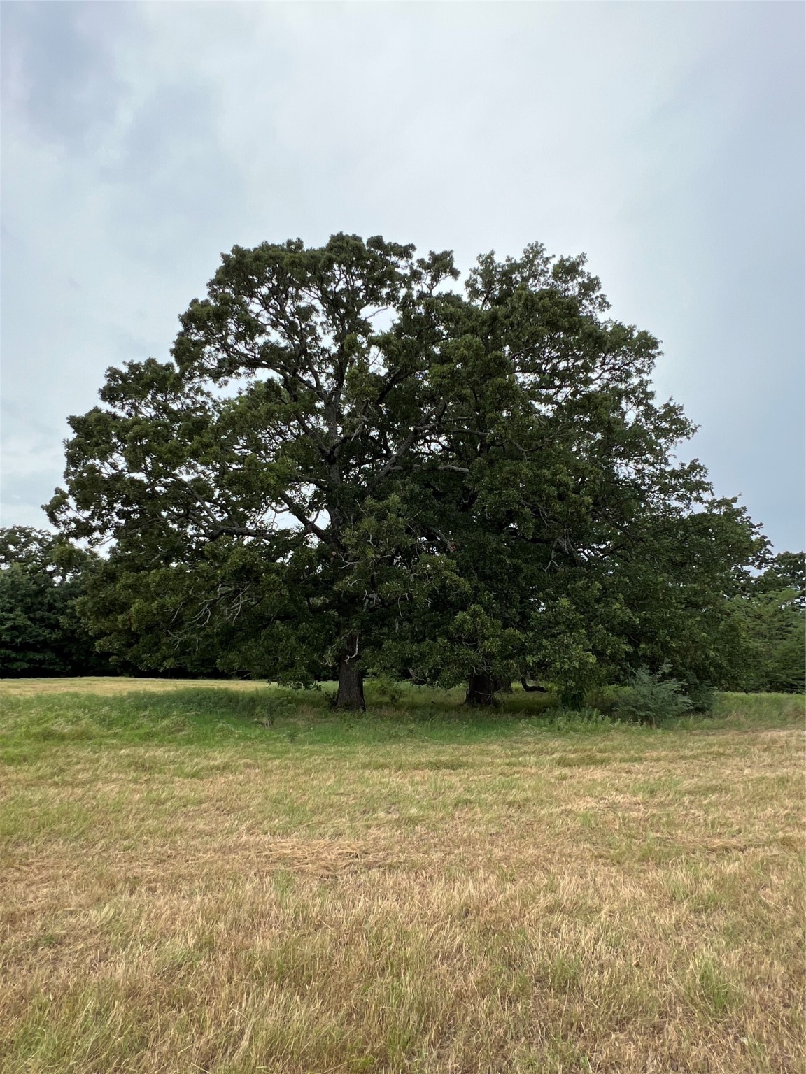Tbd County Road 3515 Dike TX 75437
