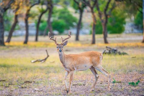 Lot 168 E Starview Cove Blanco TX 78606