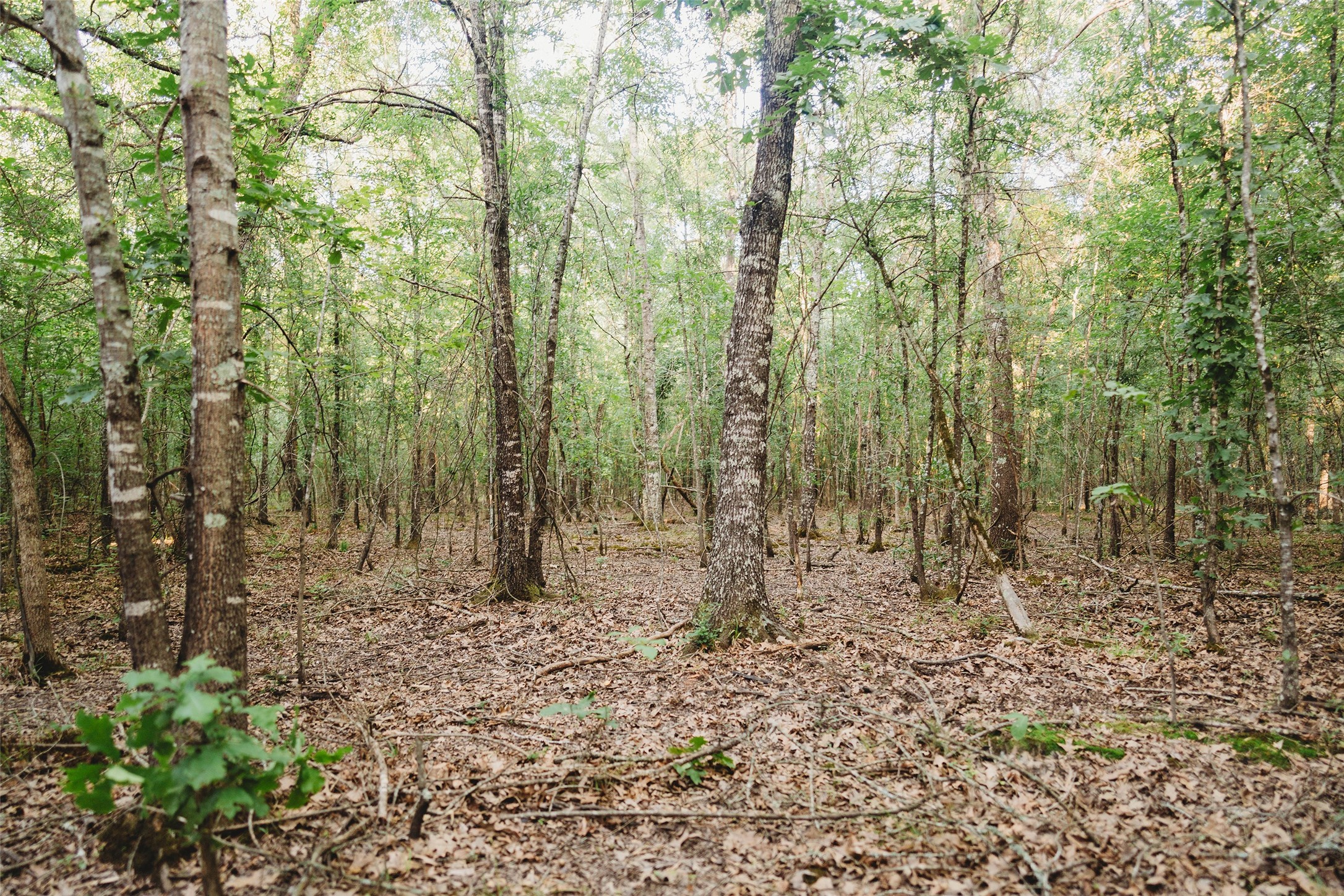 4861 Cr 4610 Bogata TX 75417